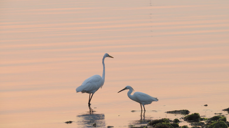 water birds at silver sands