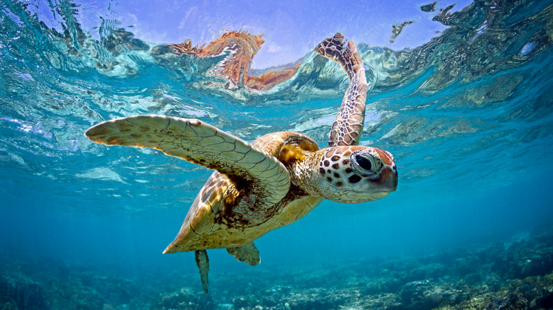 Sea turtle swimming