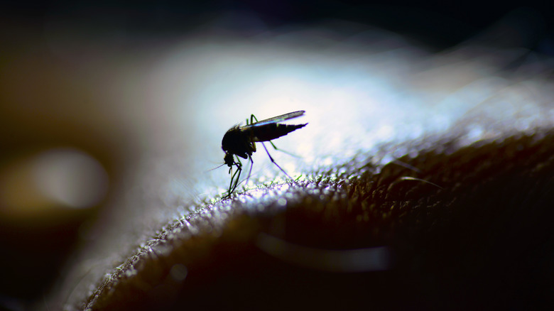 Mosquito silhouette biting skin