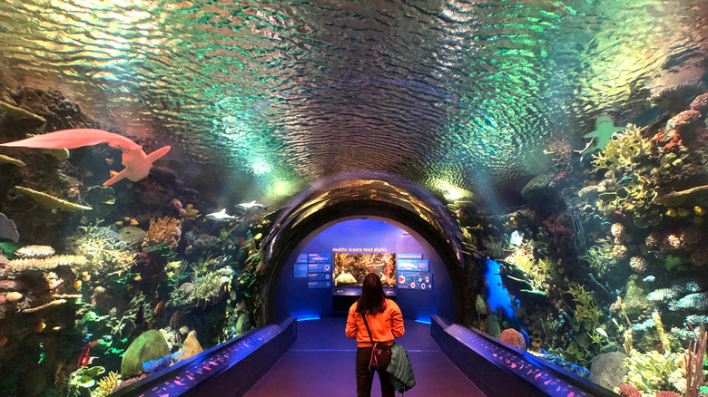 Person in New York Aquarium