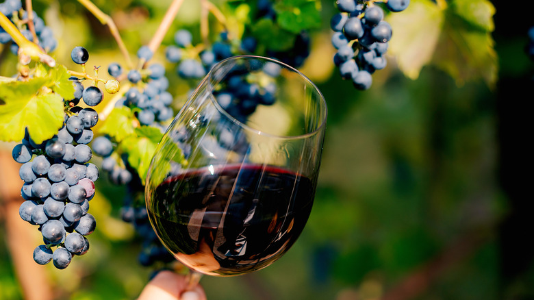 Red wine with grapes