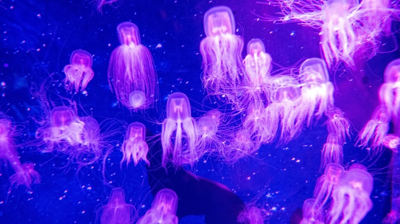 box jellyfish under blacklight