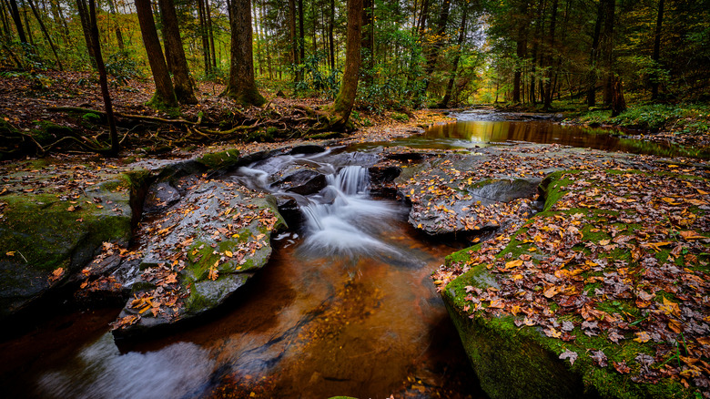 Small waterfall at Flat Lick Falls