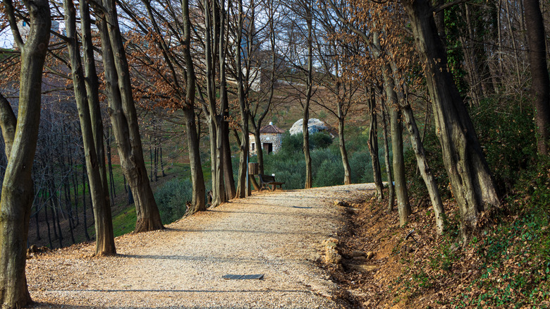 Forest near Nervesa della Battaglia