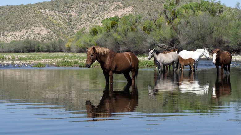 Horses swim in the Salt River in Arizona