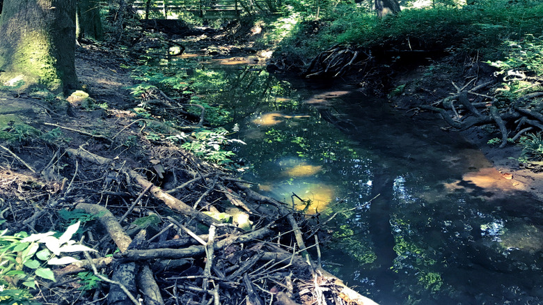 The greenery of Cascade Springs Nature Preserve near Atlanta, Georgia