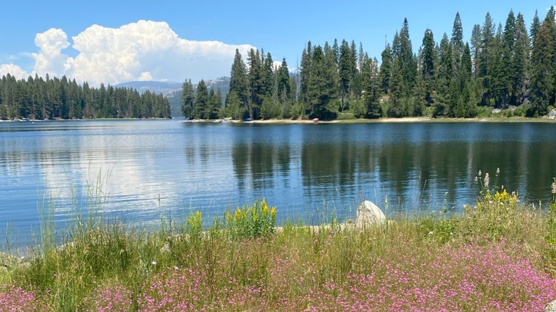 Shaver Lake surrounded by spring flowers and trees