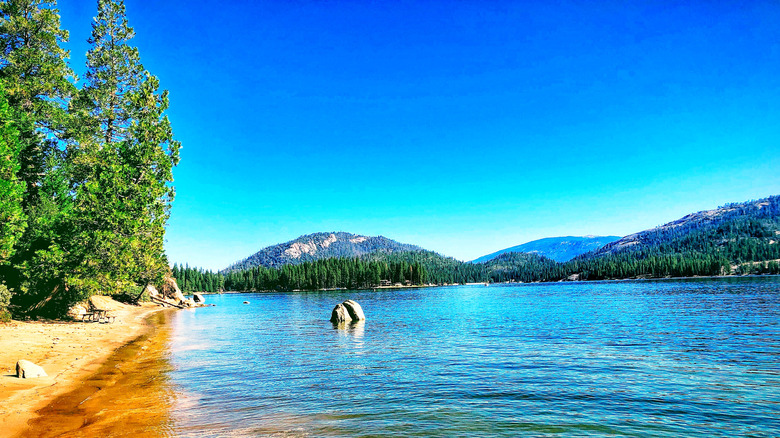 Trees surrounding Shaver Lake in California