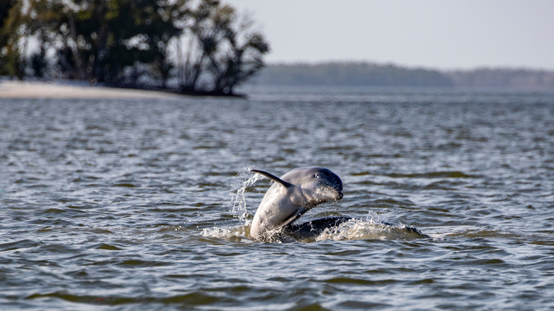 A bottlenose dolphin jumping out of the water at Everglades National Park