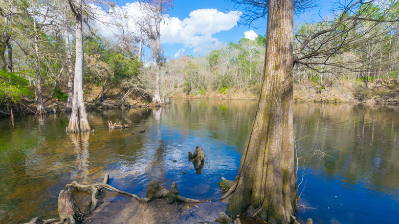 Trees along the Withlacoochee River