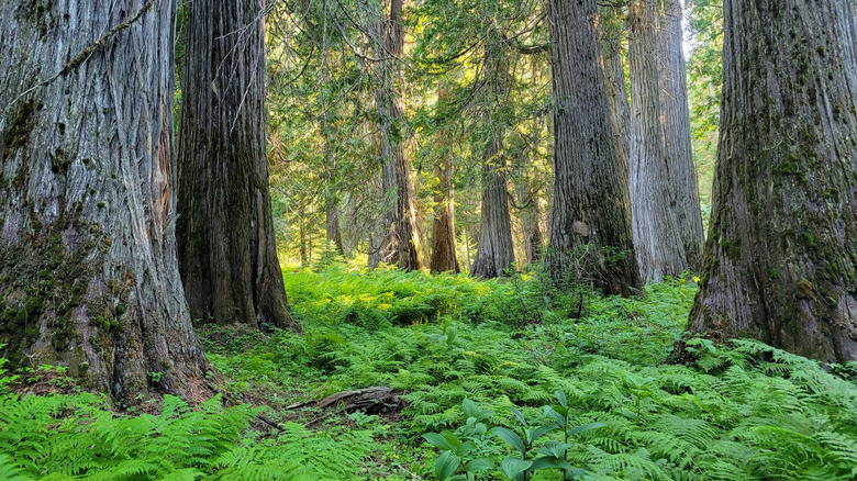 A cedar forest in northern Idaho with green ferns