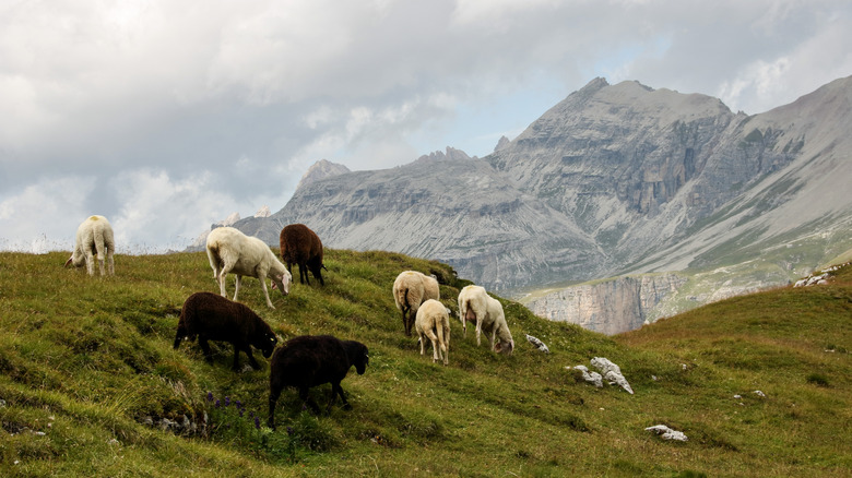 Sheep grazing in a pasture at Puez-Odle Nature Park