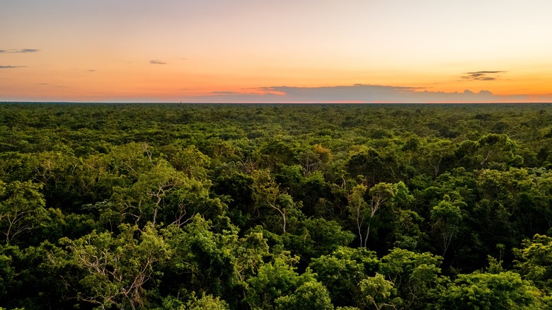 View of treetops, Yucatán jungle