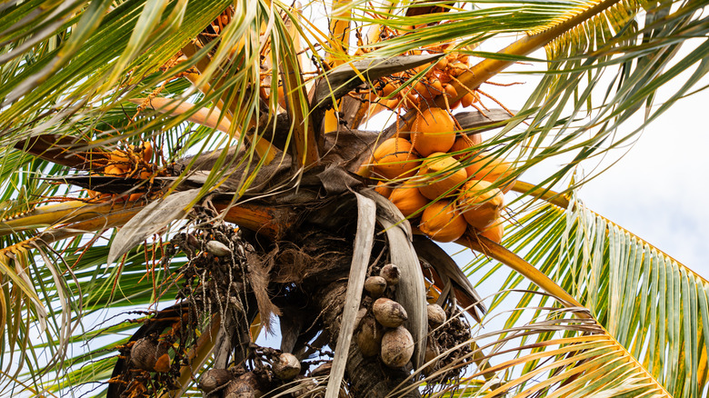 Close-up of a coconut tree in The Kampong, Florida