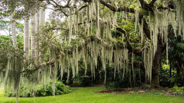 Large tree with hanging leaves in Kampong garden, Florida