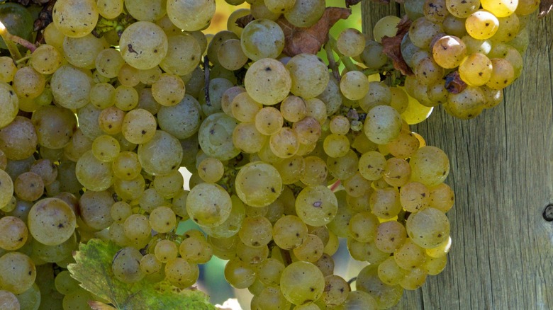 Keuka Lake Wine Trail grapes