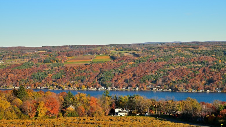 Fall foliage surrounding vineyards