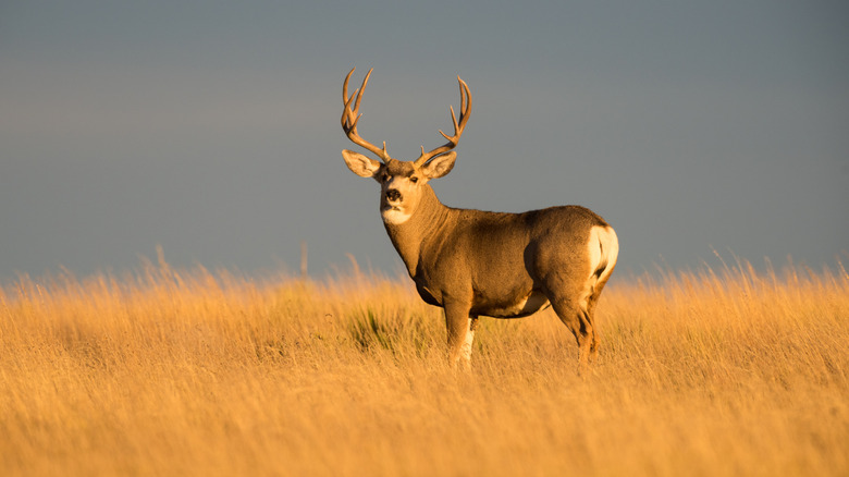 Mule deer at Black Mesa State Park in Oklahoma