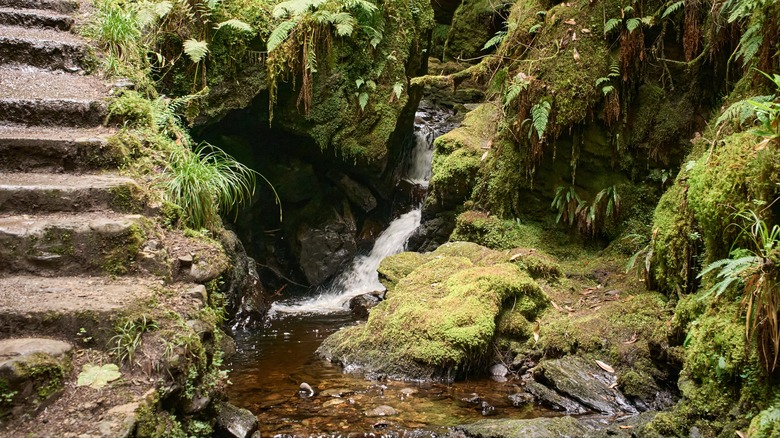 Steps and a flowing stream in Puck's Glen, Argyll, Scotland