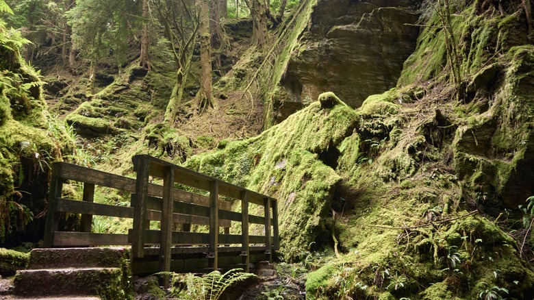 A bridge in a mossy forest in Puck's Glen in Scotland