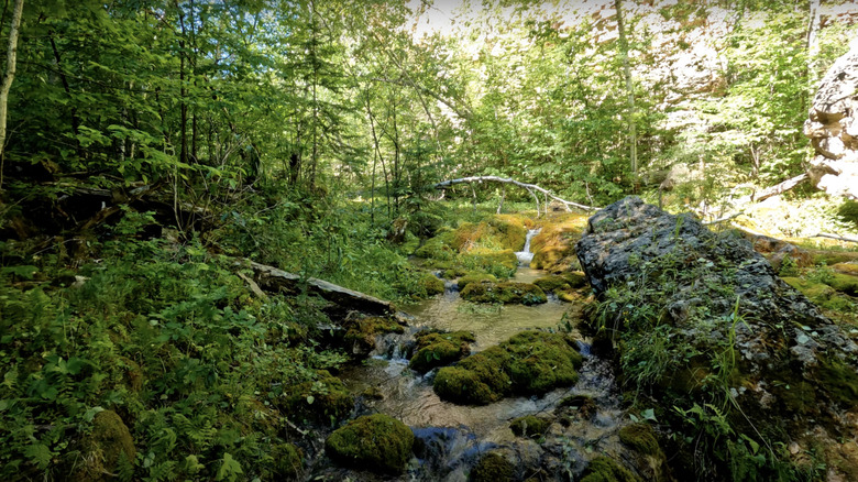 View of the creek in Botany Canyon