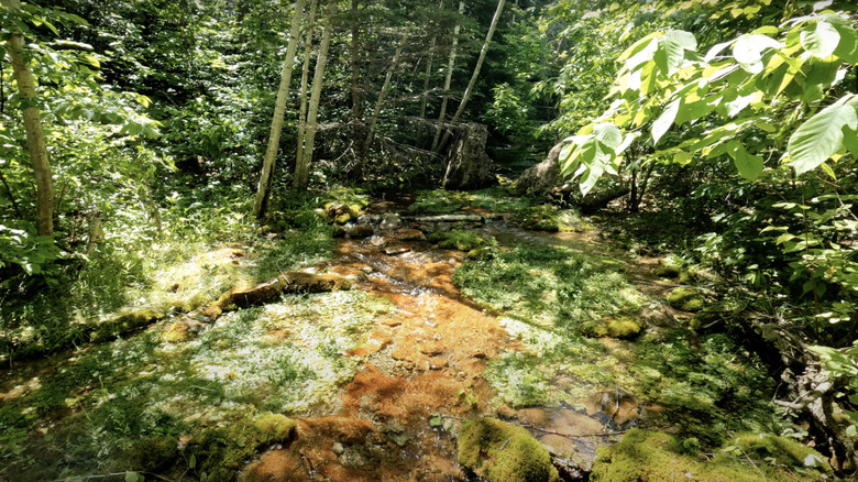 A shallow creek in sunlight in Botany Canyon