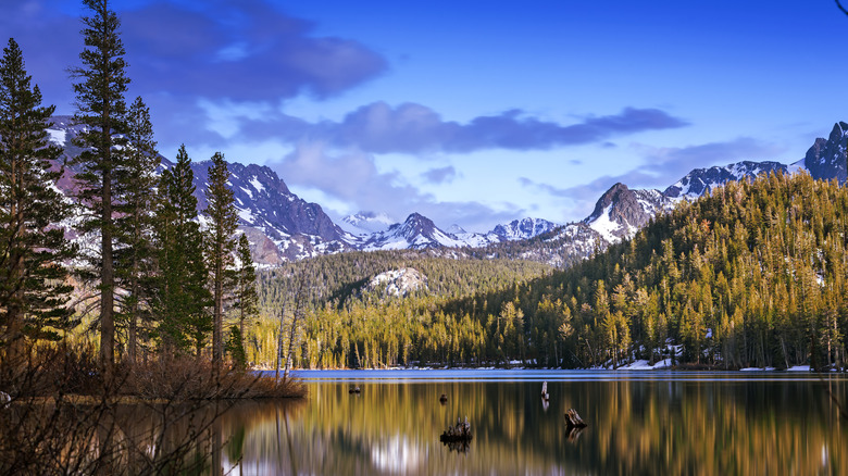 Reflective Mammoth Lake surrounded by greentrees and snowy mountains