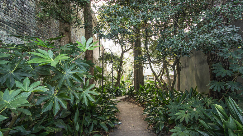 Gateway Walk overflowing with greenery