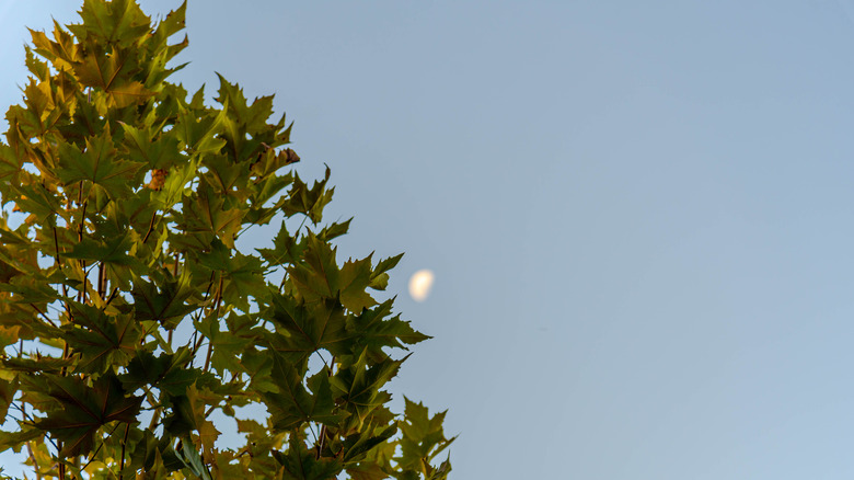 Sycamore leaves with moon in background