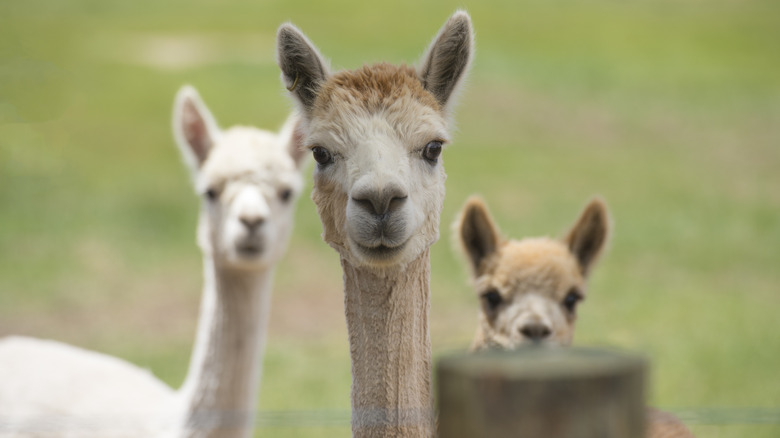 Three alpacas looking straight at the camera