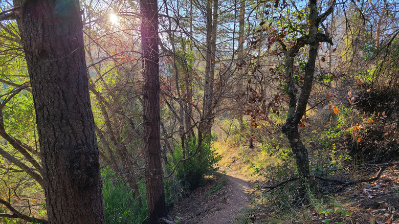 A trail cutting through a redwood forest in Bothe-Napa Valley State Park, California