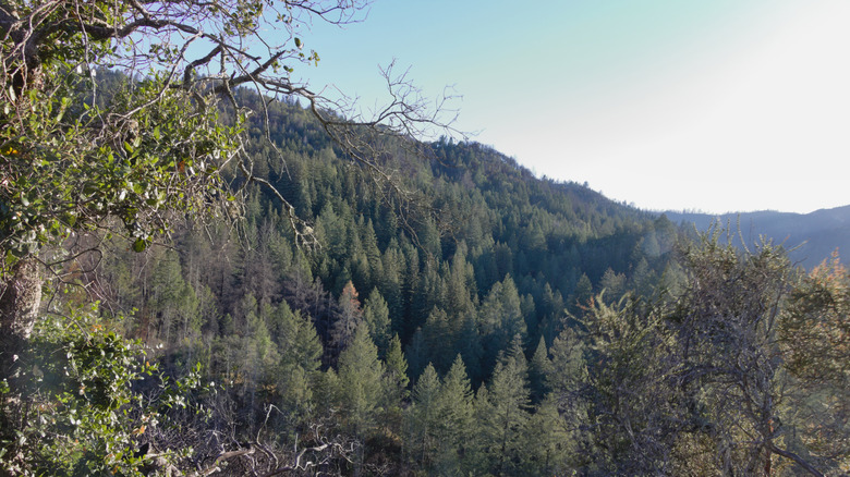 A redwood forest covering a canyon in California's Bothe-Napa Valley State Park