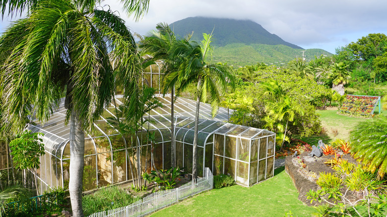 View of the Rainforest Conservancy greenhouse with Nevis Peak in backdrop