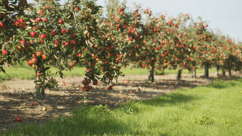 An apple orchard