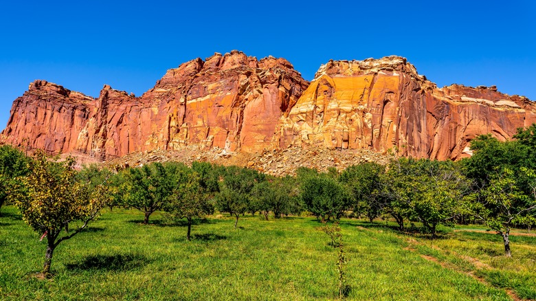 Orchard surrounded by red sandstone mountains in the Fruita settlement in Capitol Reef National Park, Utah, USA