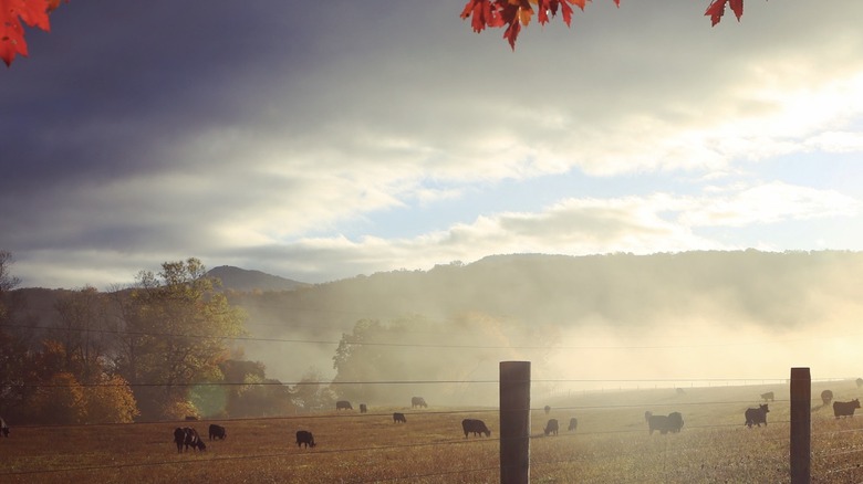 Cattle grazing on a fall day in Virginia