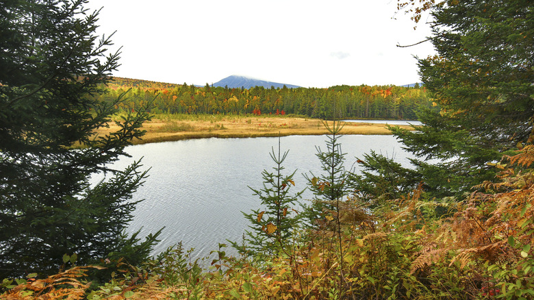 Shoreline of a Maine lake