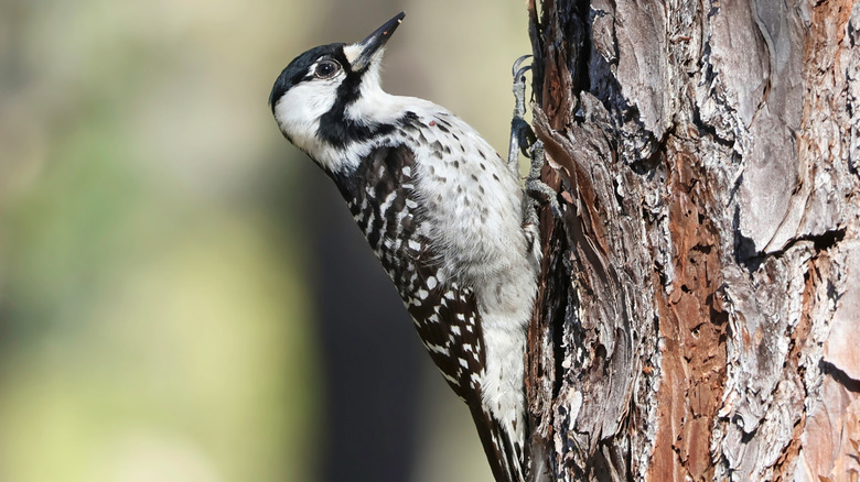 The Red-cockaded Woodpecker found in the Chicopee Woods Nature Preserve near Oakwood, GA