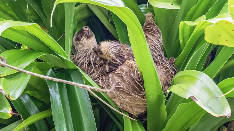 sloths in a Costa Rican jungle