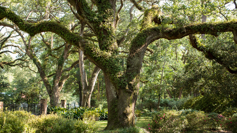 One of the ancient oaks seen in Eden Gardens State Park in Florida