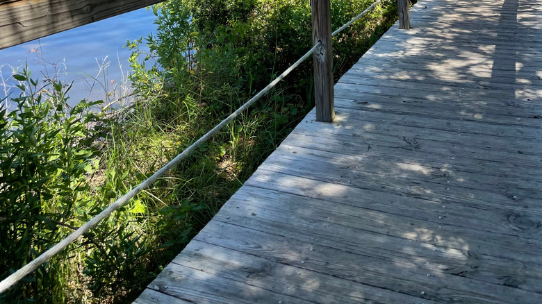 Choctawhatchee Bay scenery along a boardwalk near Eden Gardens State Park