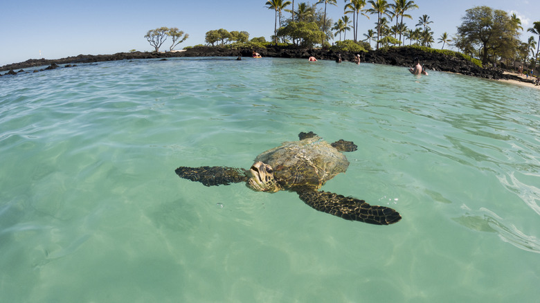 Green Sea turtle swimming near people in Hawaii