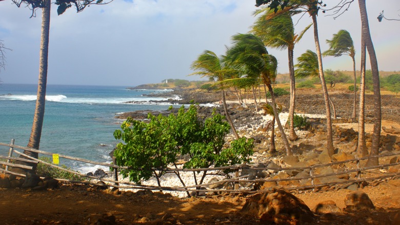 Wind sweeping through palm trees in Kaloko-Honokōhau national park