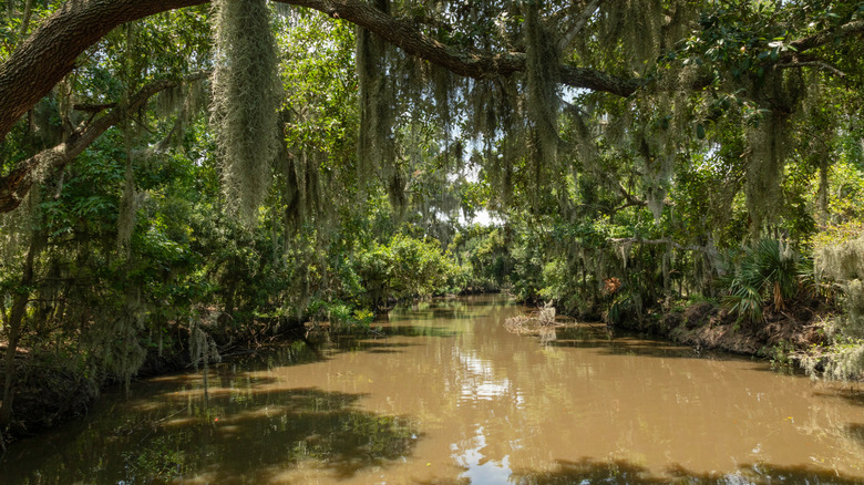 The inimitable bayous of Louisiana