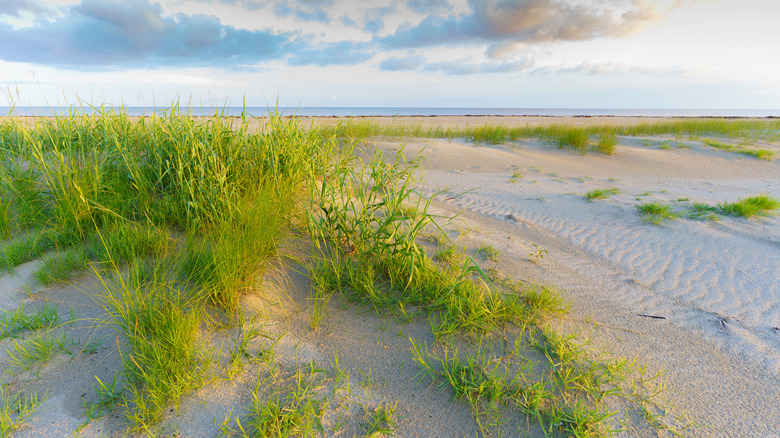 An empty Holly Beach