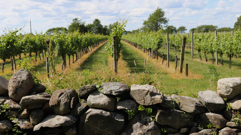 Sakonnet Vineyards in Little Compton