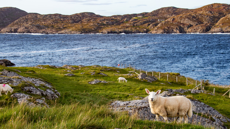 View of sheep grazing on the Achmelvich peninsula