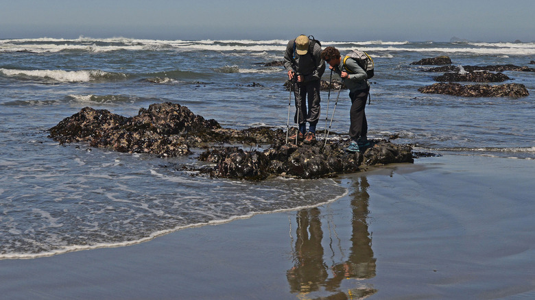 Tidepoolers at Enderts Beach