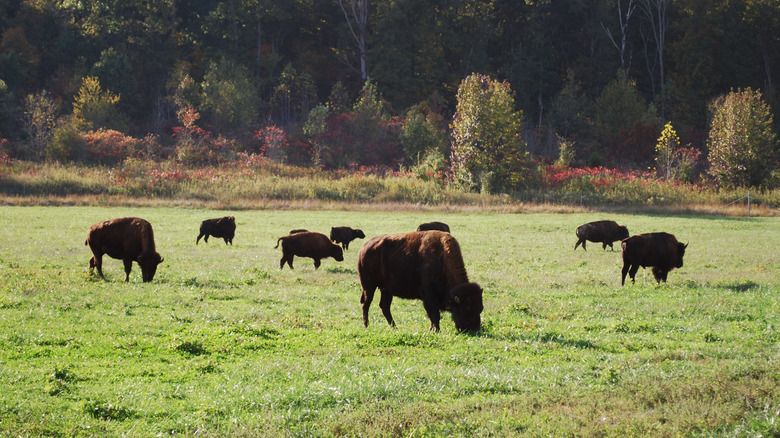 Bison grazing in a field in Kentucky