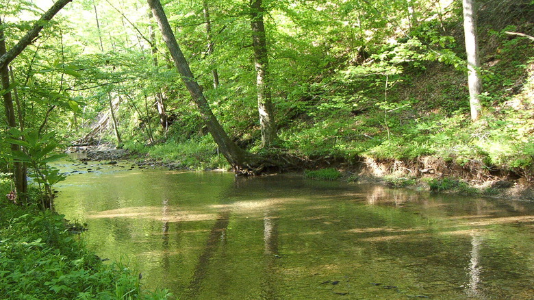 A creek in northern Kentucky surrounded by greenery